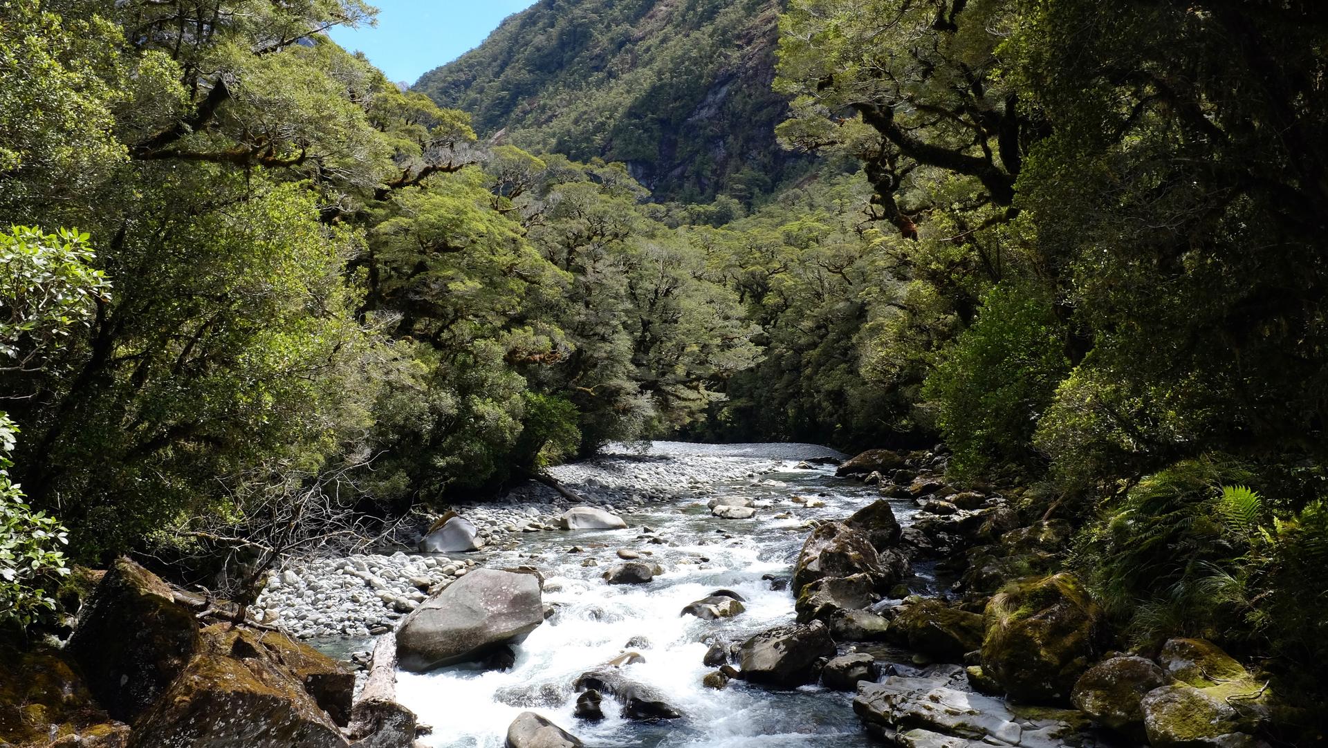 River with rapid currents and a forest.