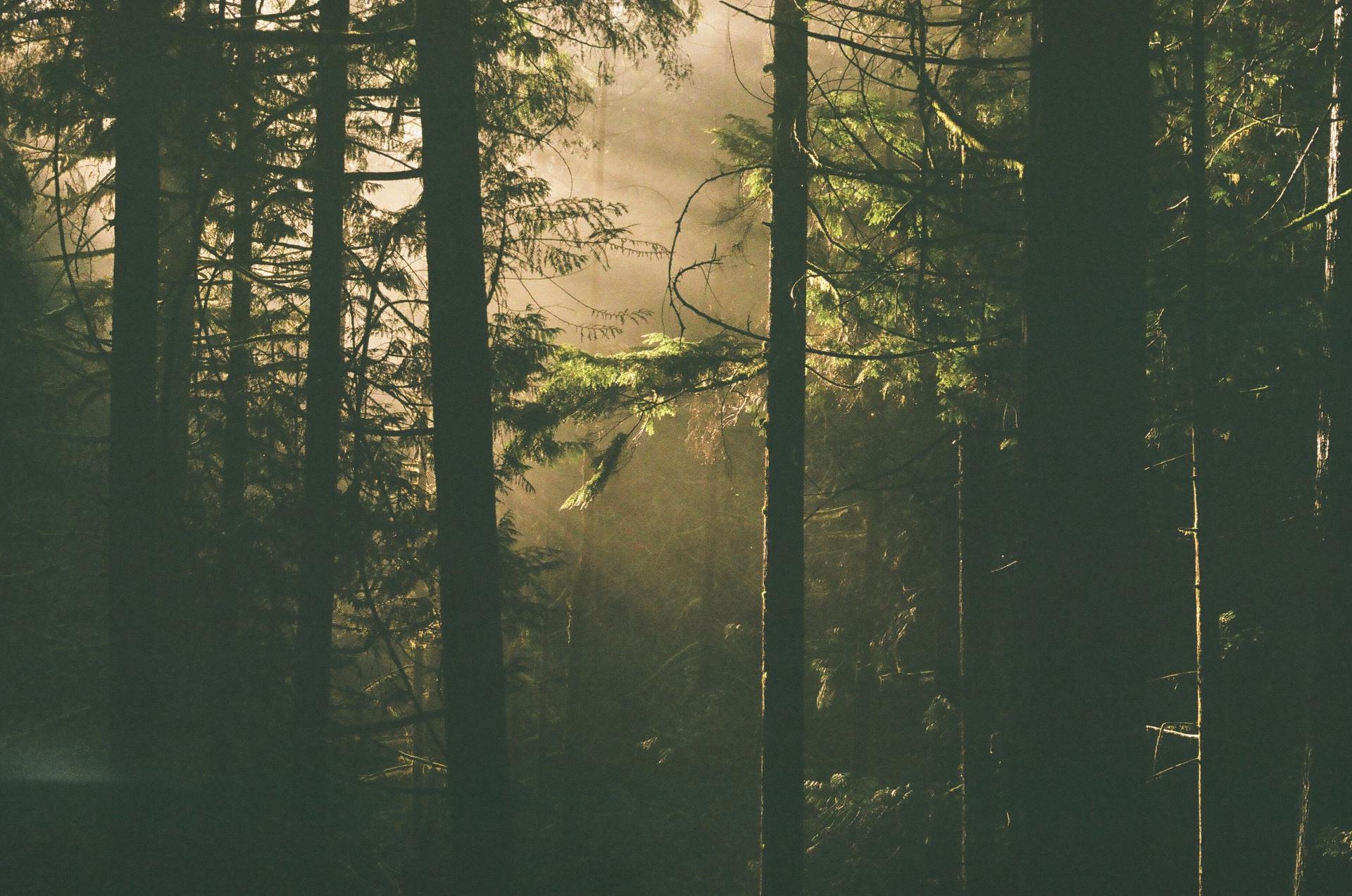 Light beams shining through a forest canopy.